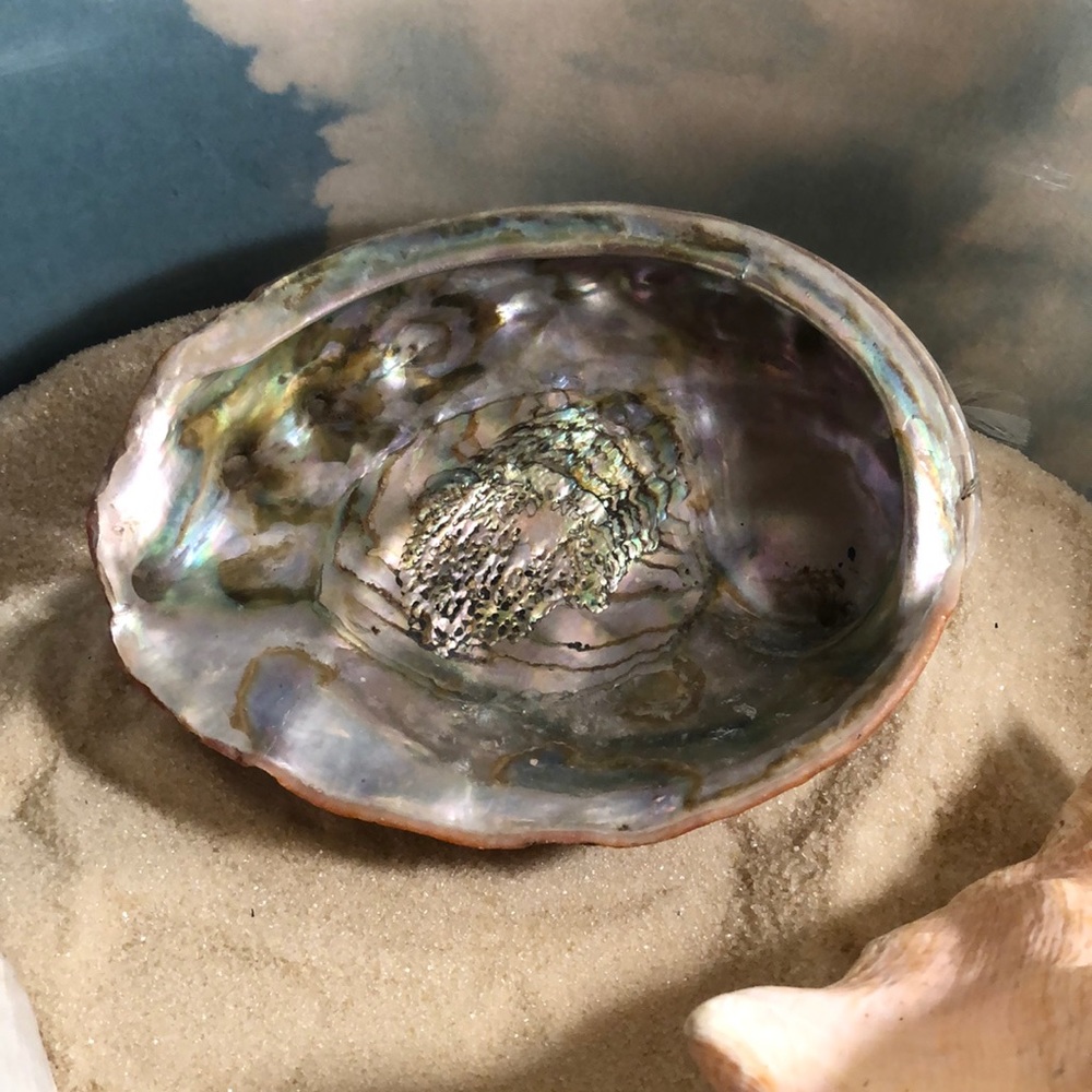 Very old abalone shell